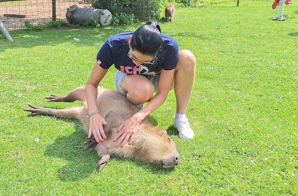 Capybara streicheln Wulften für 2