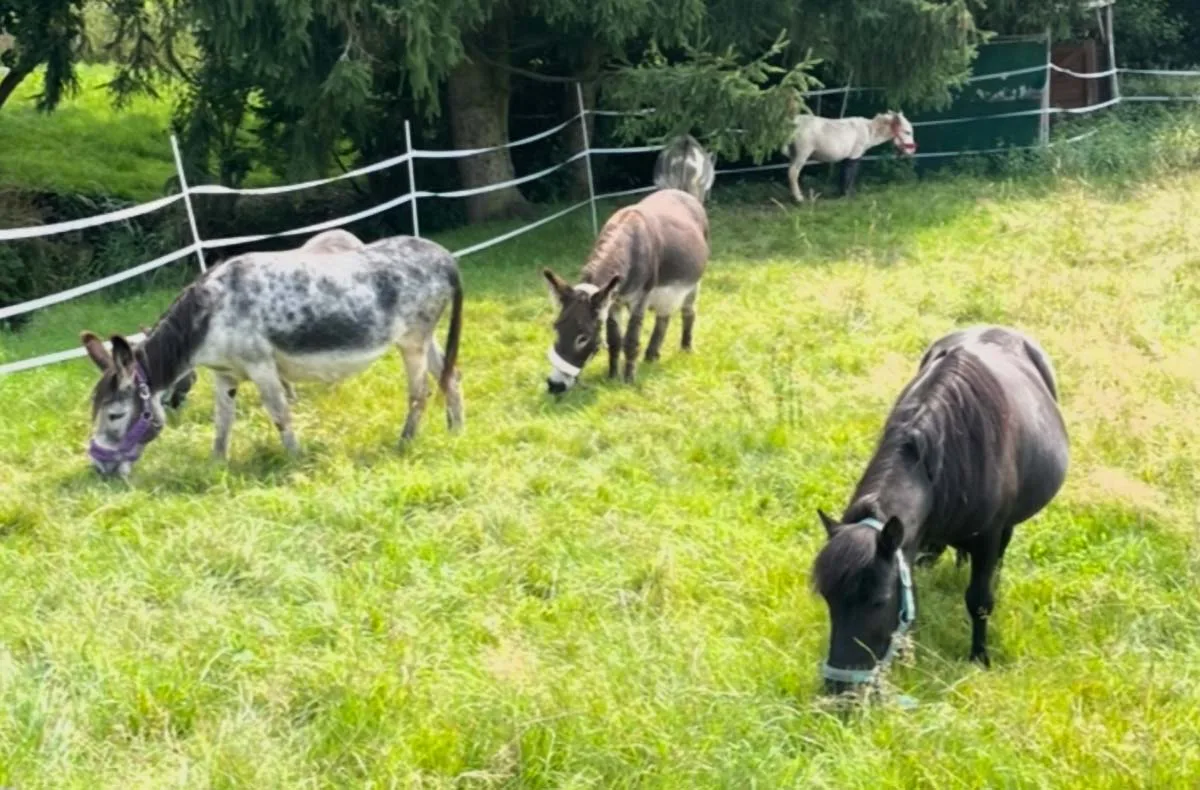 Eselbaden Birstein (2 Std.) - 4