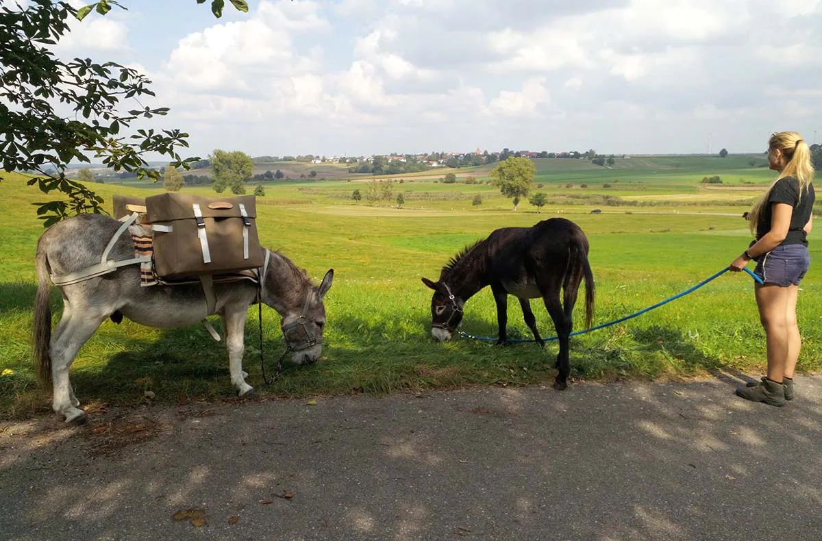 Eseldetektive im Zauberwald Fichtenau - 2