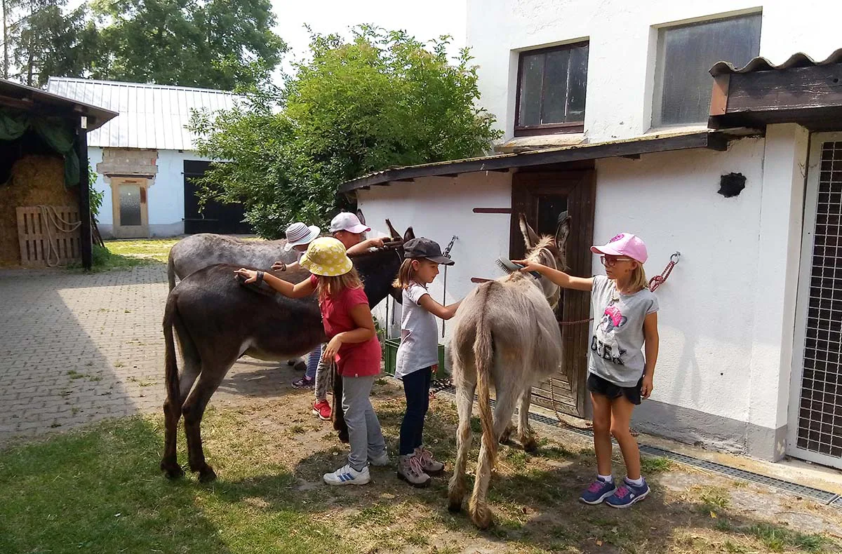 Eseldetektive im Zauberwald Fichtenau - 5