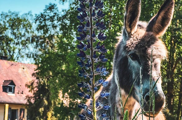 Eselwanderung Eppenbrunn (2 Std.)