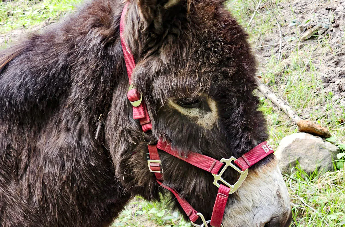 Eselwanderung Eppenbrunn für 2 (2 Std.) - 2