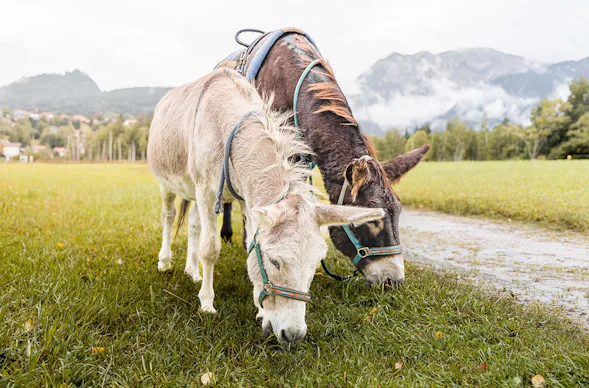 Eselwanderung für 2 Pfronten