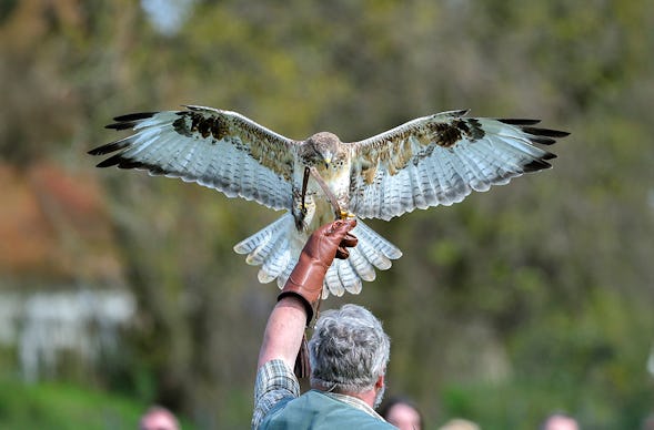 Falkner für einen Tag Riedenburg (Weißkopfseeadler)