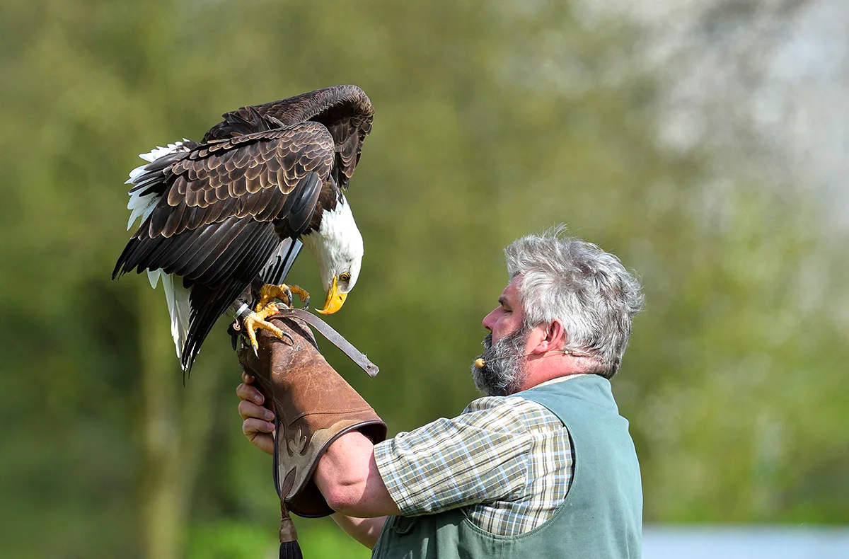 Falkner für einen Tag Riedenburg (Weißkopfseeadler) - 2
