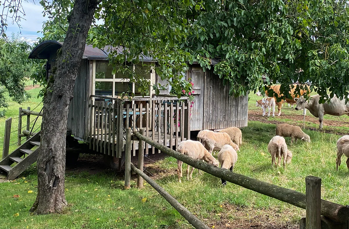 Familienurlaub im Bienenwagen (2 Nächte) - 2