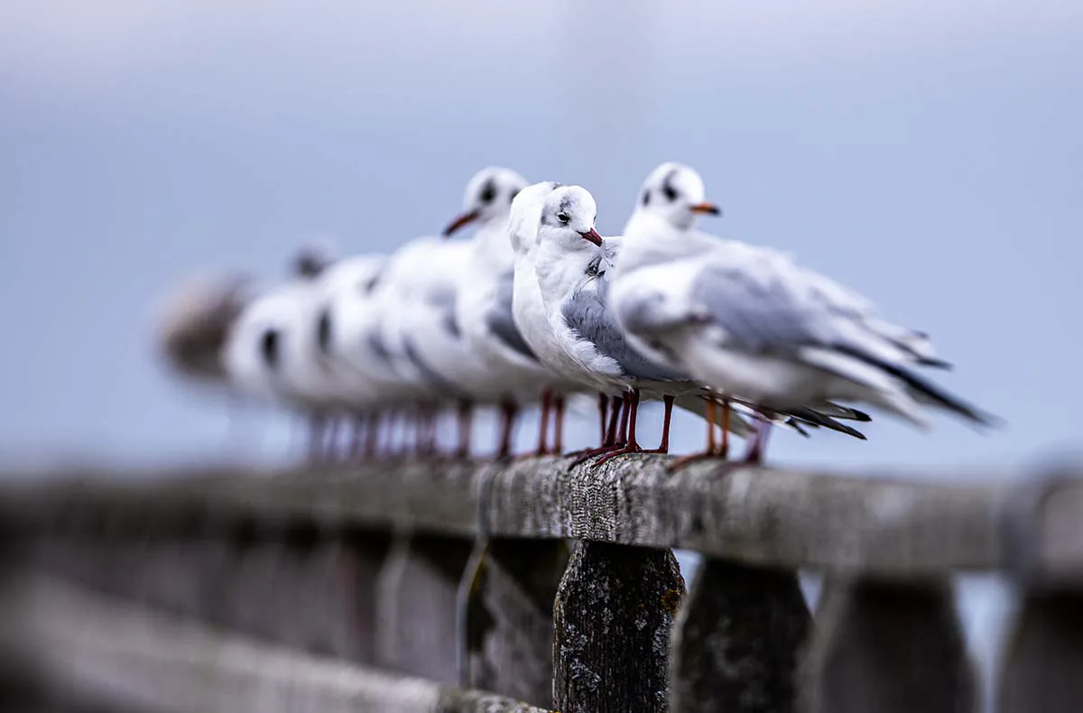 Fotografie Kurs Ammersee (Vögel und Natur) - 1