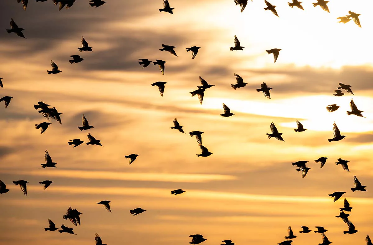 Fotografie Kurs Ammersee (Vögel und Natur) - 2