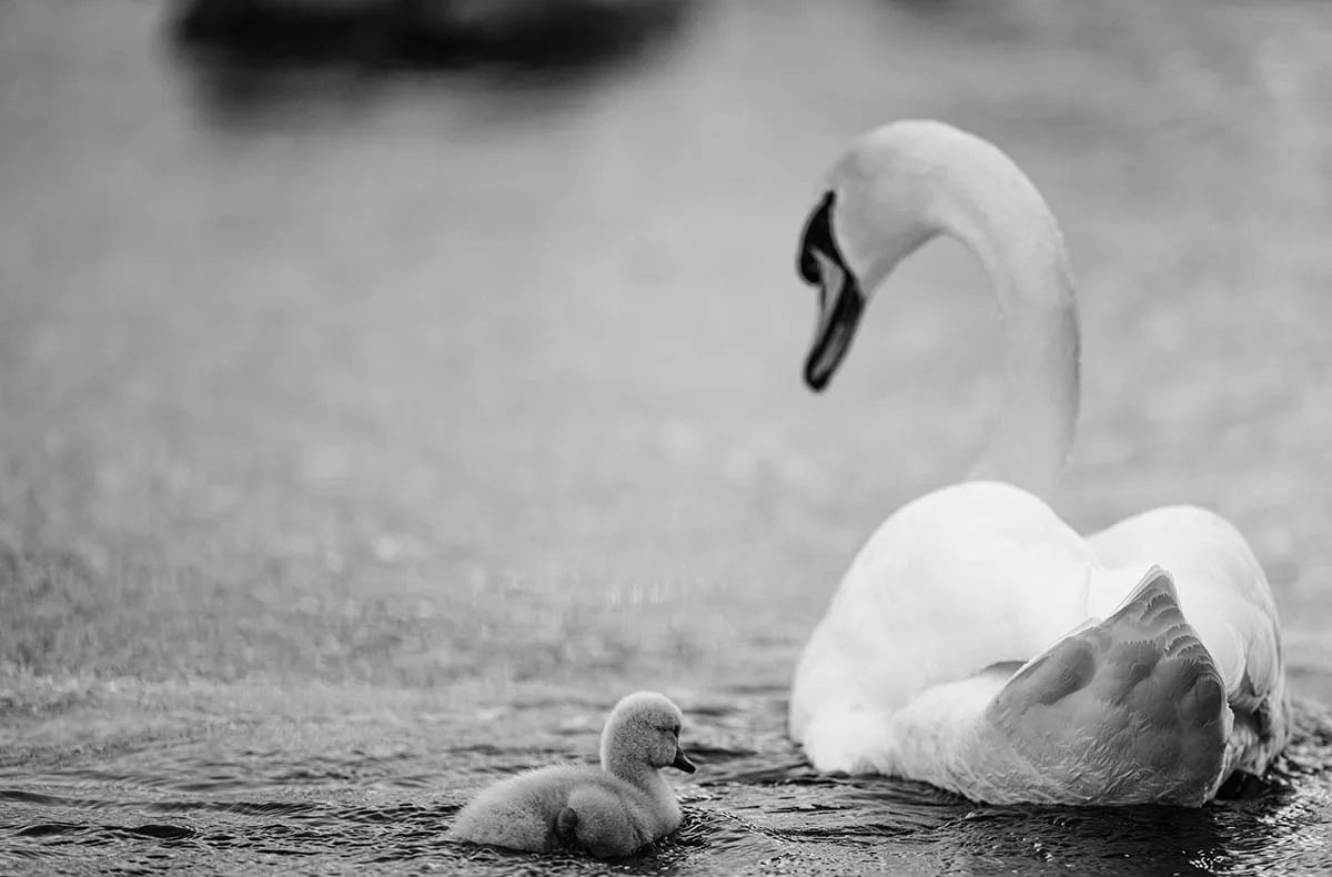 Fotografie Kurs Ammersee (Vögel und Natur) - 3