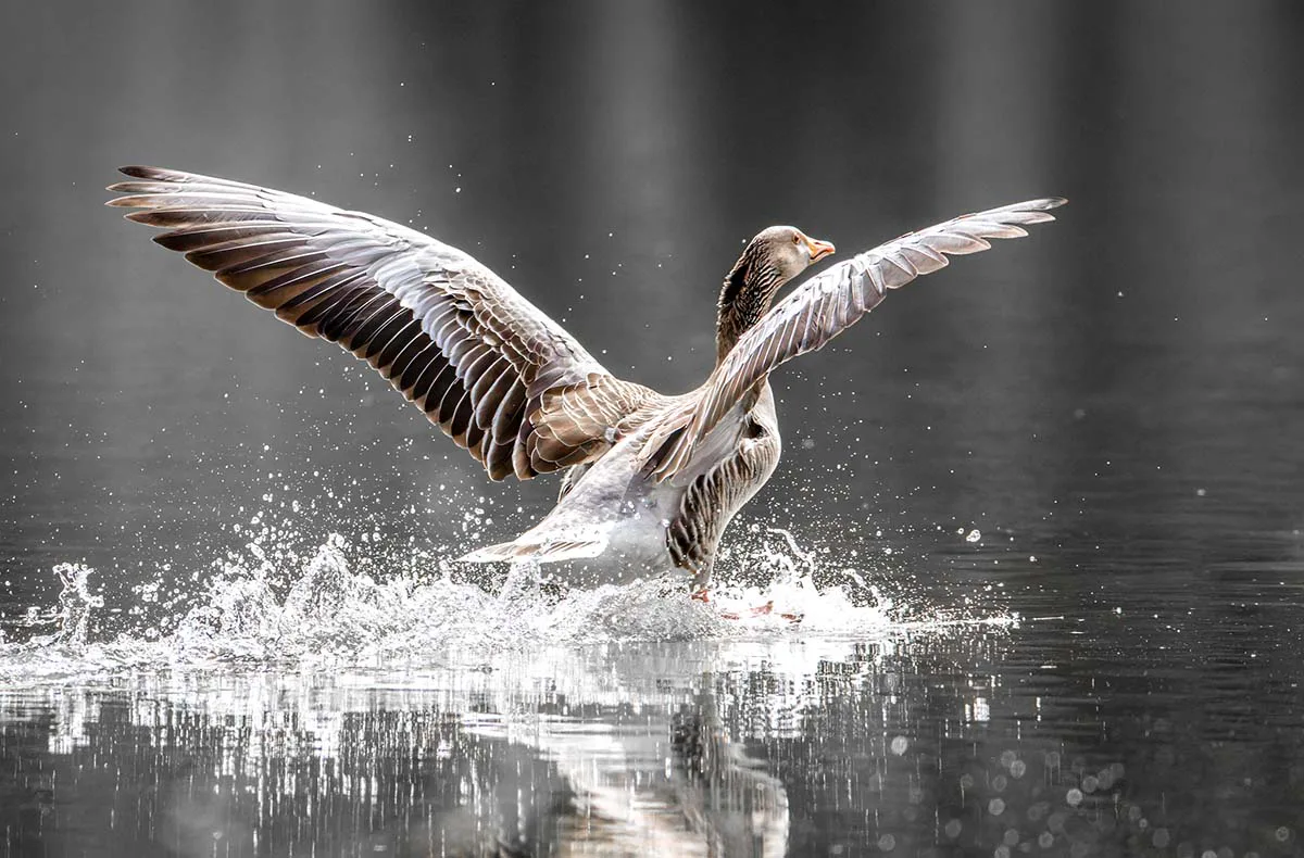 Fotografie Kurs Ammersee (Vögel und Natur) - 4