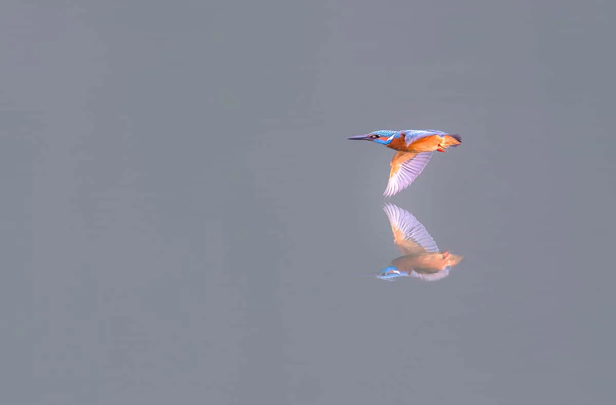 Fotografie Kurs Ammersee (Vögel und Natur) - 7