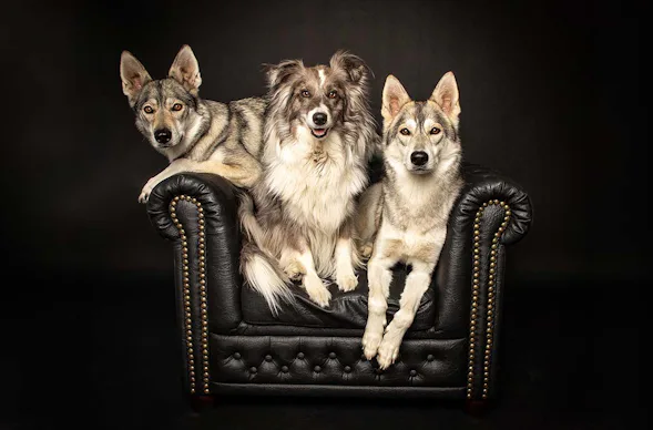 Hunde Fotoshooting Seevetal