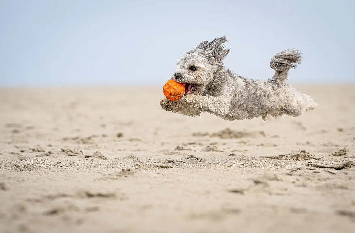 Hundeshooting Sankt Peter-Ording - 2