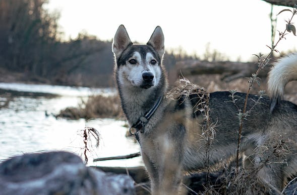 Husky Tagesausflug Bettmaringen