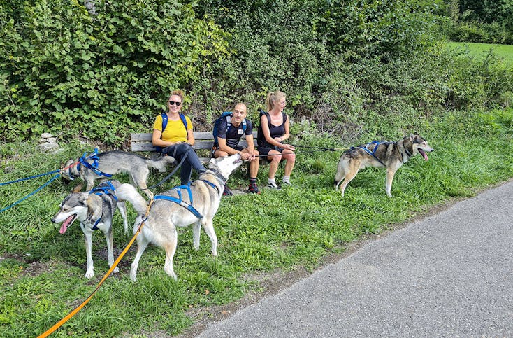Husky-Trekking im Schwarzwald
