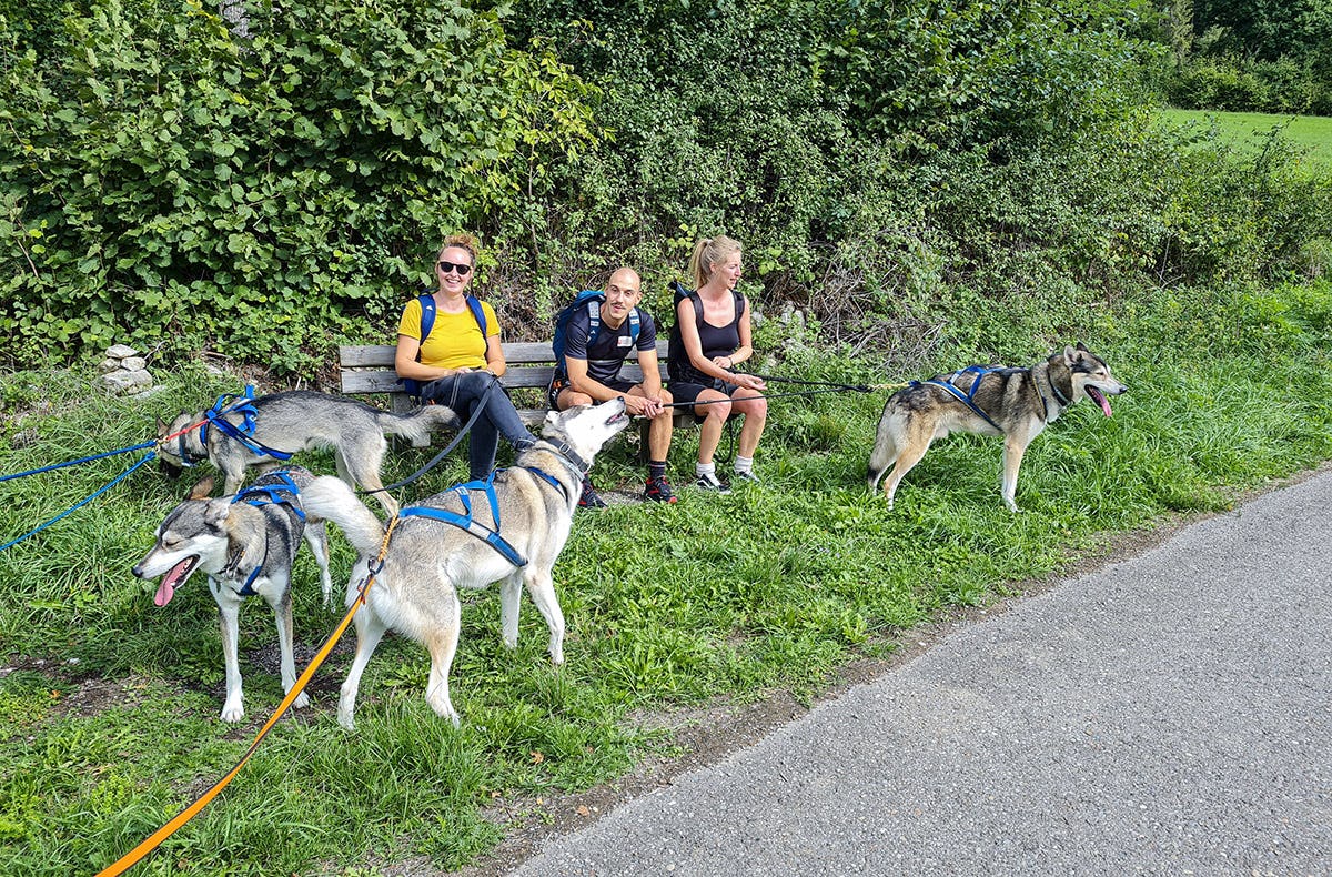 Husky-Trekking im Schwarzwald