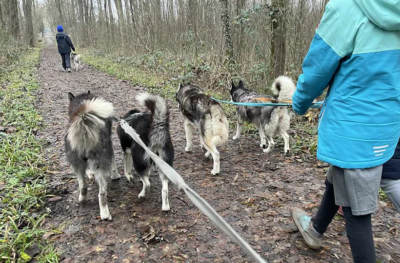 Husky Wanderung Karlsruhe