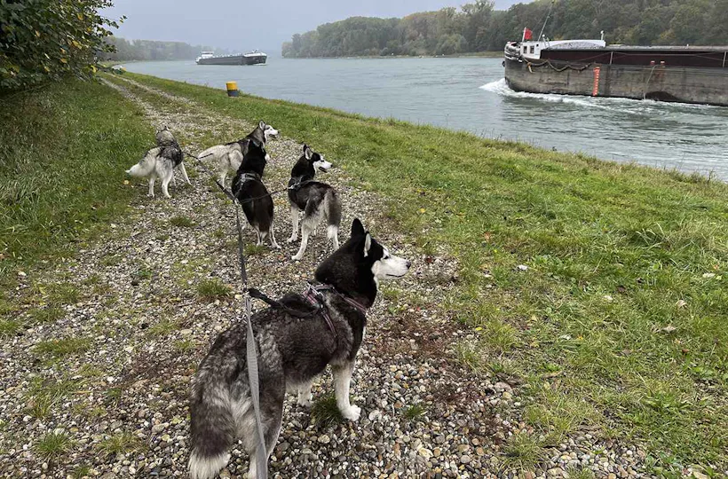 Husky Wanderung Eggenstein-Leopoldshafen