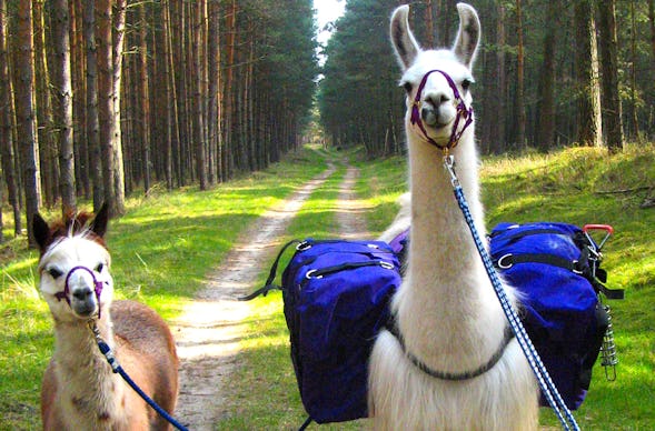 Lama und Alpaka Tour Mittenwalde für 2