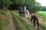 Lama und Alpaka Tour Mittenwalde für 2