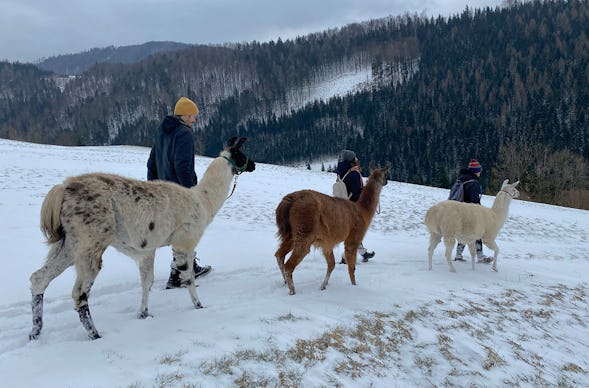 Lamawanderung Molln (Okt. - Mai)