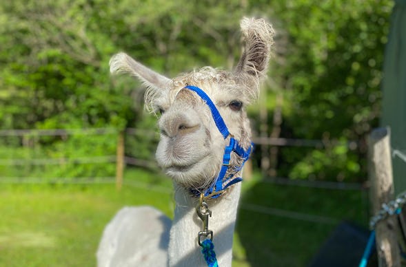 Lamawanderung Molln (Mai - Okt.)