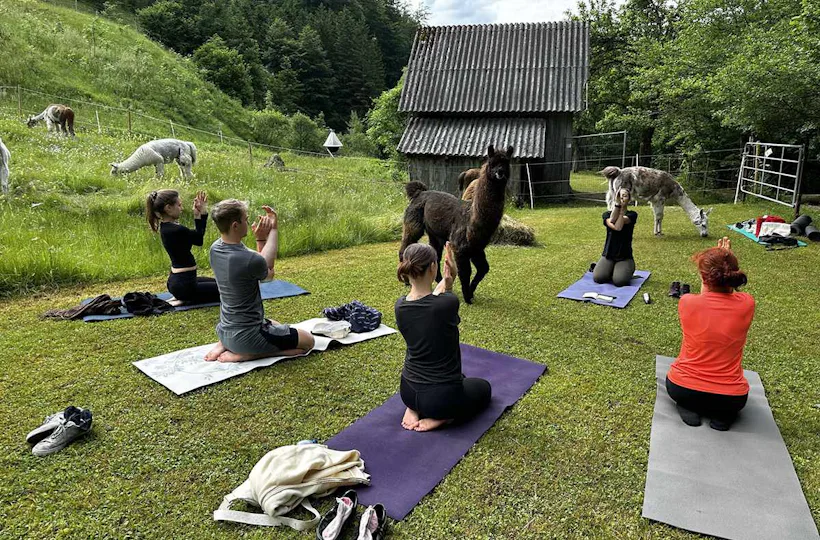 Lama Wanderung mit Yoga & Brunch