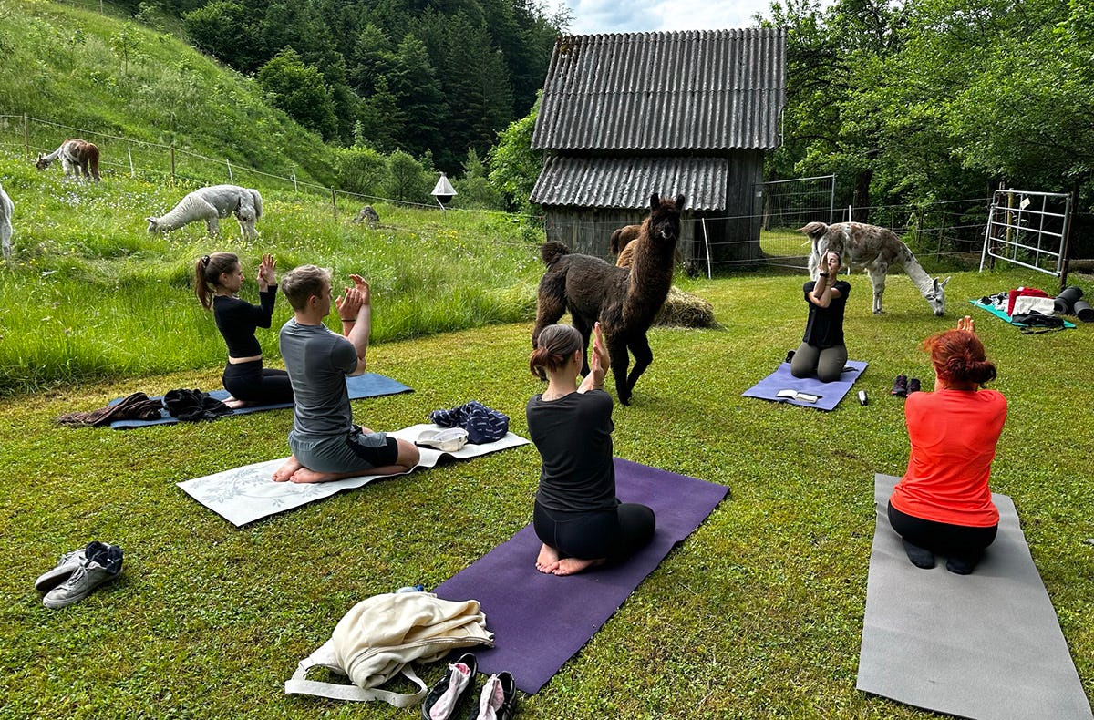 Lama Wanderung mit Yoga & Brunch