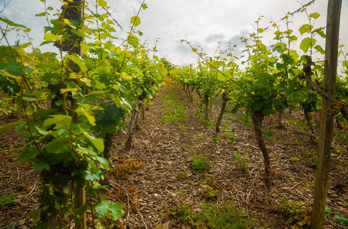 Weinausflug & Schifffahrt auf der Mosel - 13