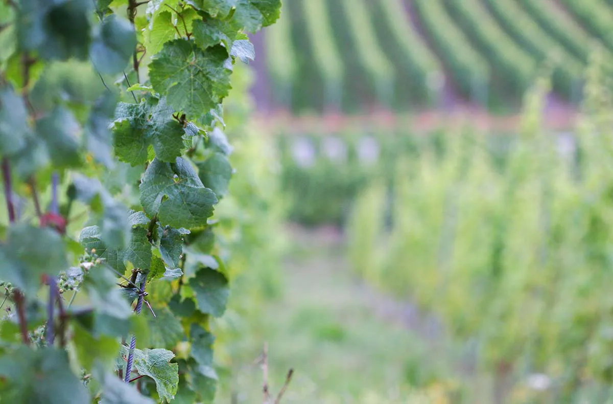 Kurzurlaub im Weingut an der Mosel für 2 (2 Nächte) - 13