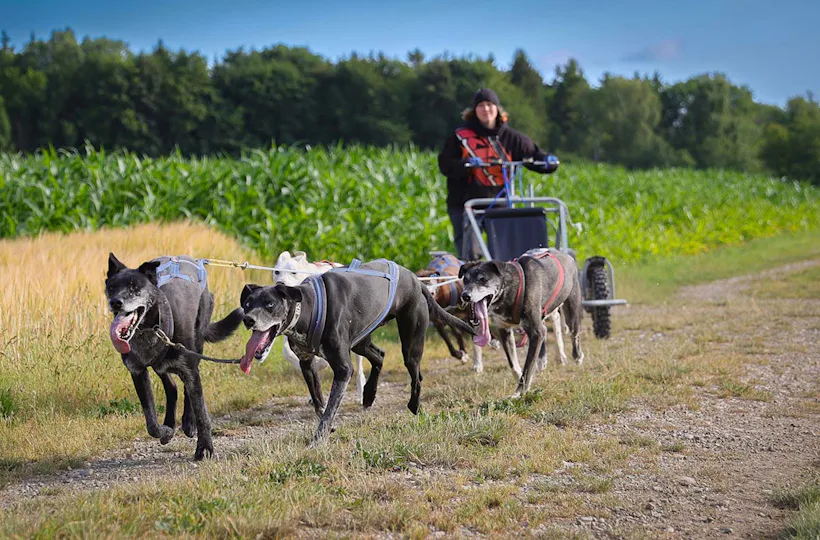 Schlittenhundefahrt Schwabmünchen
