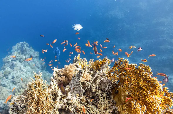 Schnorchelkurs Steina