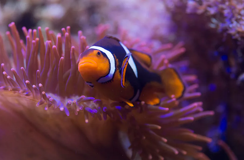 Sea Life Hannover (1 EW + 1 Kleinkind)