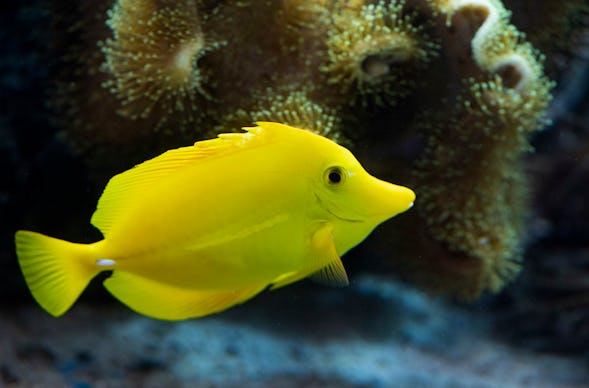 Sea Life Speyer (1 EW + 1 Kleinkind)