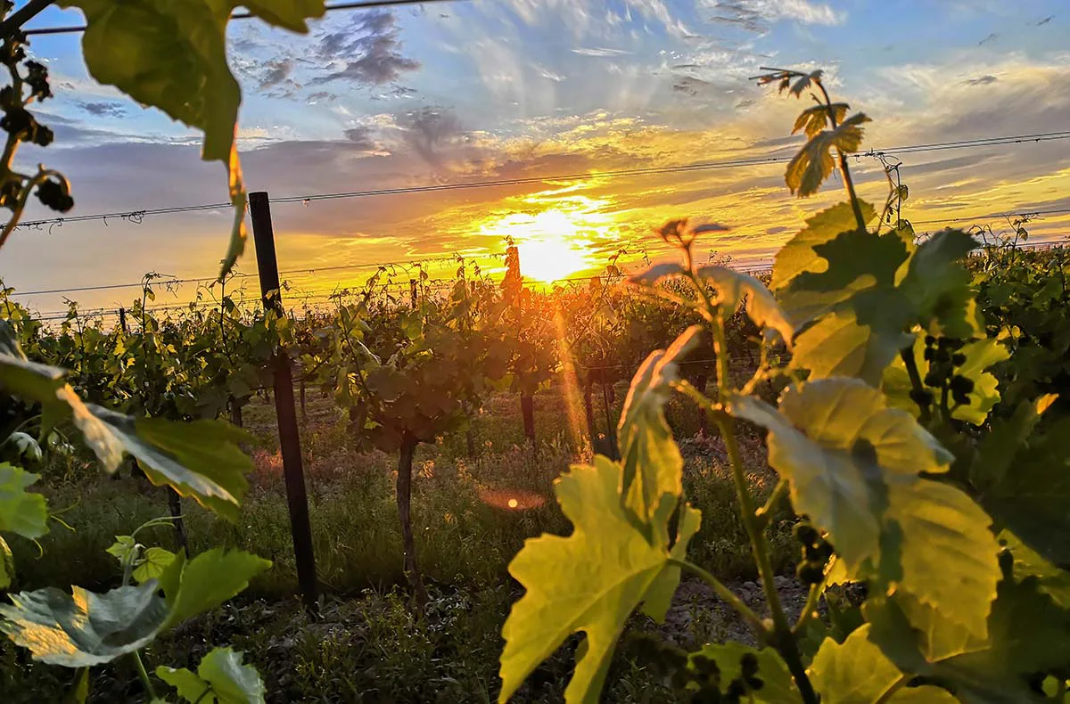 Sunset Wine Tasting Hohenruppersdorf - 2