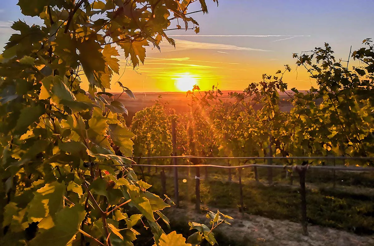Sunset Wine Tasting Hohenruppersdorf - 4
