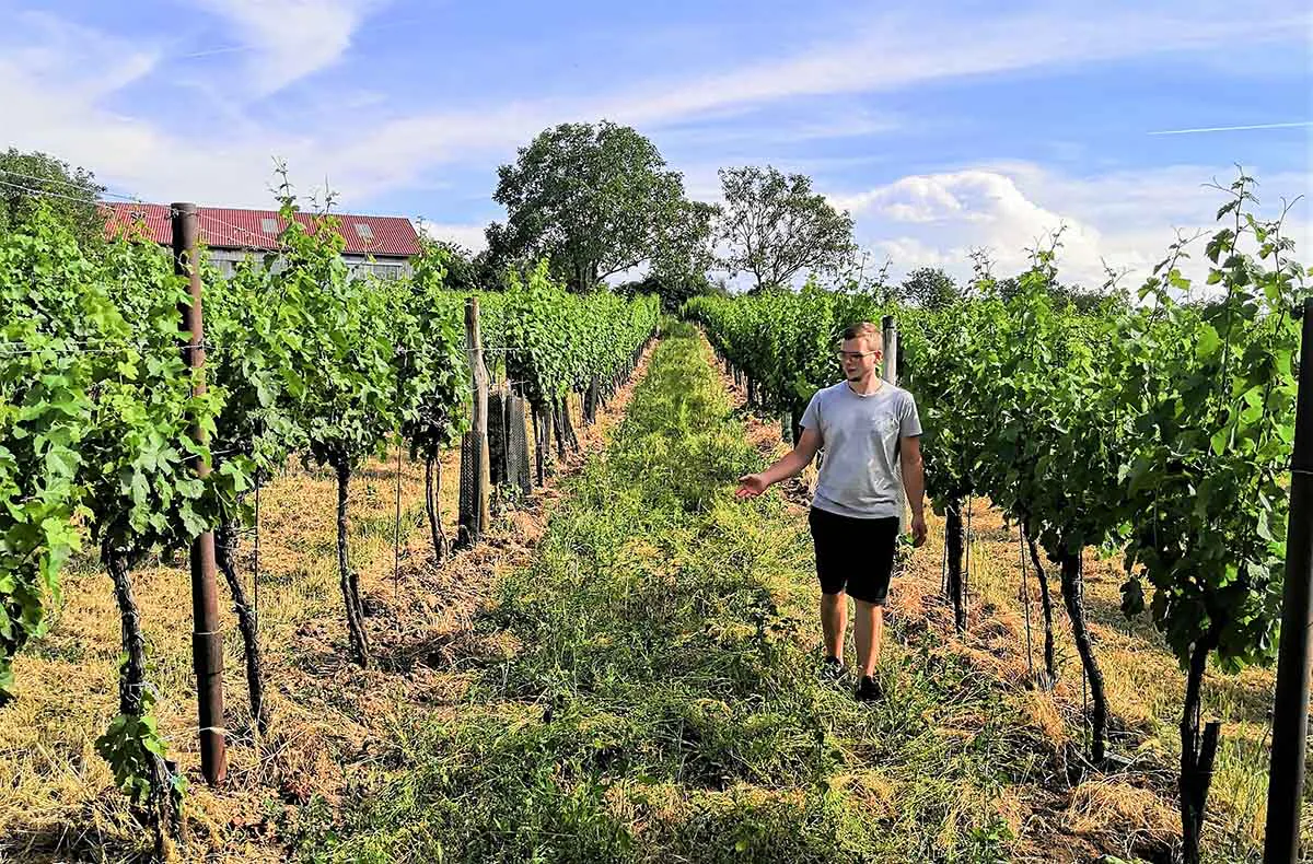 Sunset Wine Tasting Hohenruppersdorf - 5