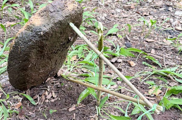 Survival Training Raum Stuttgart (Jagd- und Fallenbau)
