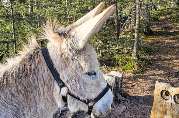 Tagestour mit Eseln Eppenbrunn