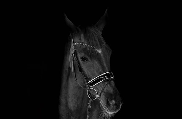 Tier Fotoshooting Linz