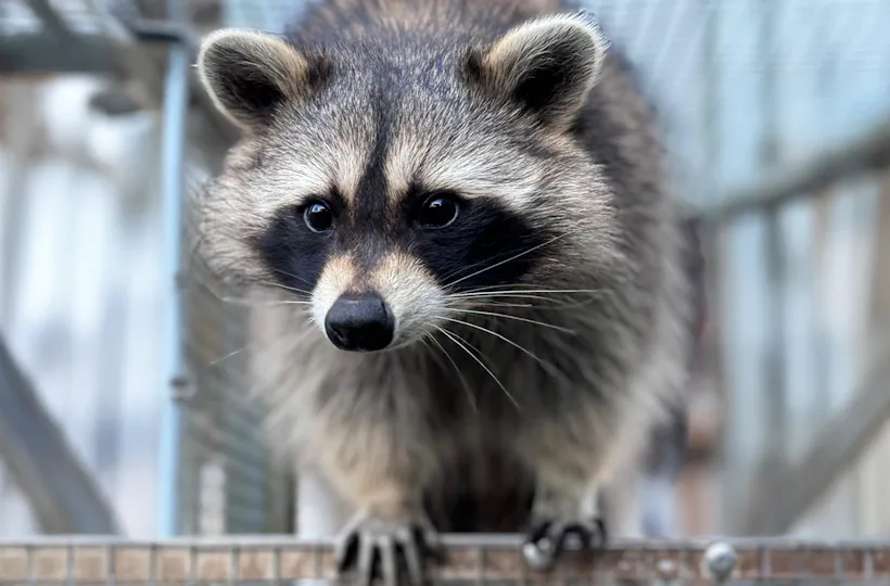 Tiere pflegen Mücke
