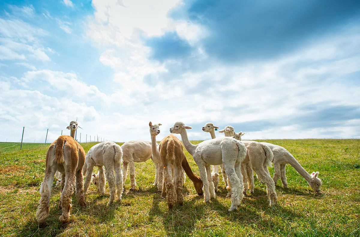 Übernachtung auf der Alpakafarm Affinghausen für 2 (1 Nacht) - 3