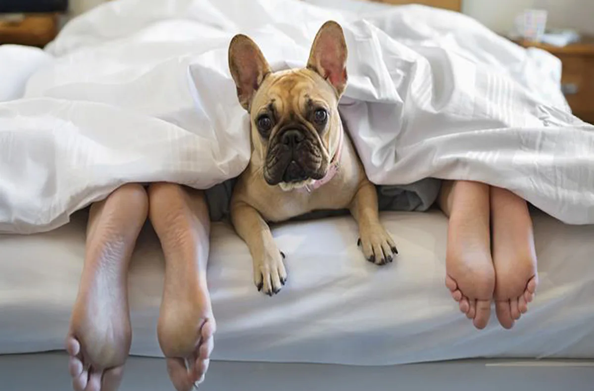 Urlaub mit Hund im Schloss für 2 (2 Nächte) - 1