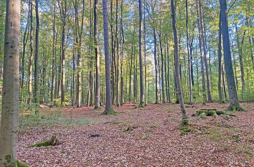 Waldwanderung Winden