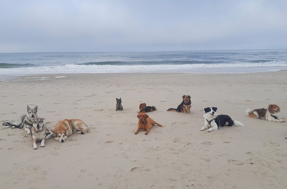 Wattwandern mit Hund Cuxhaven (2 Nächte)