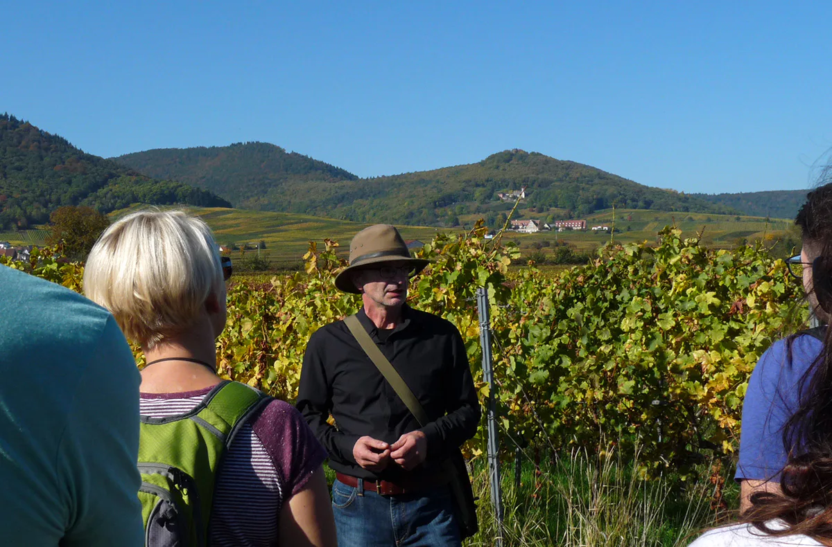 Weinbergwanderung Göcklingen - 2