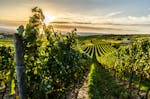 Weinbergwanderung mit Weinverkostung in Rheinland-Pfalz