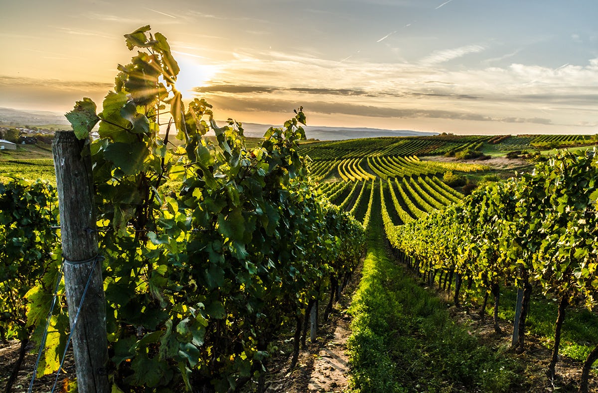 Weinbergwanderung mit Weinverkostung in Rheinland-Pfalz