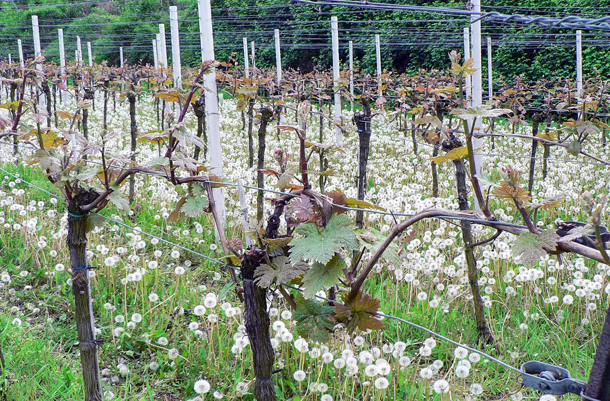 Weinbergwanderung Schriesheim mit Rebschnitt - 2