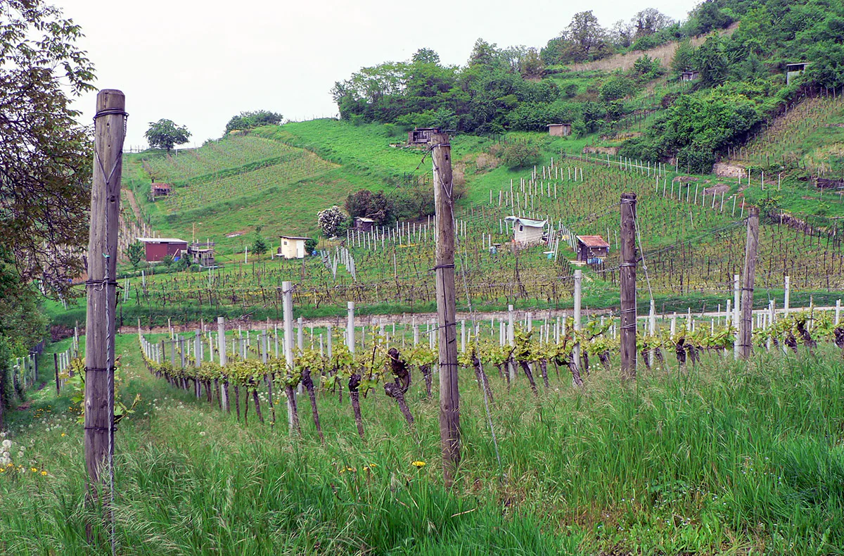 Weinbergwanderung Schriesheim mit Rebschnitt - 3